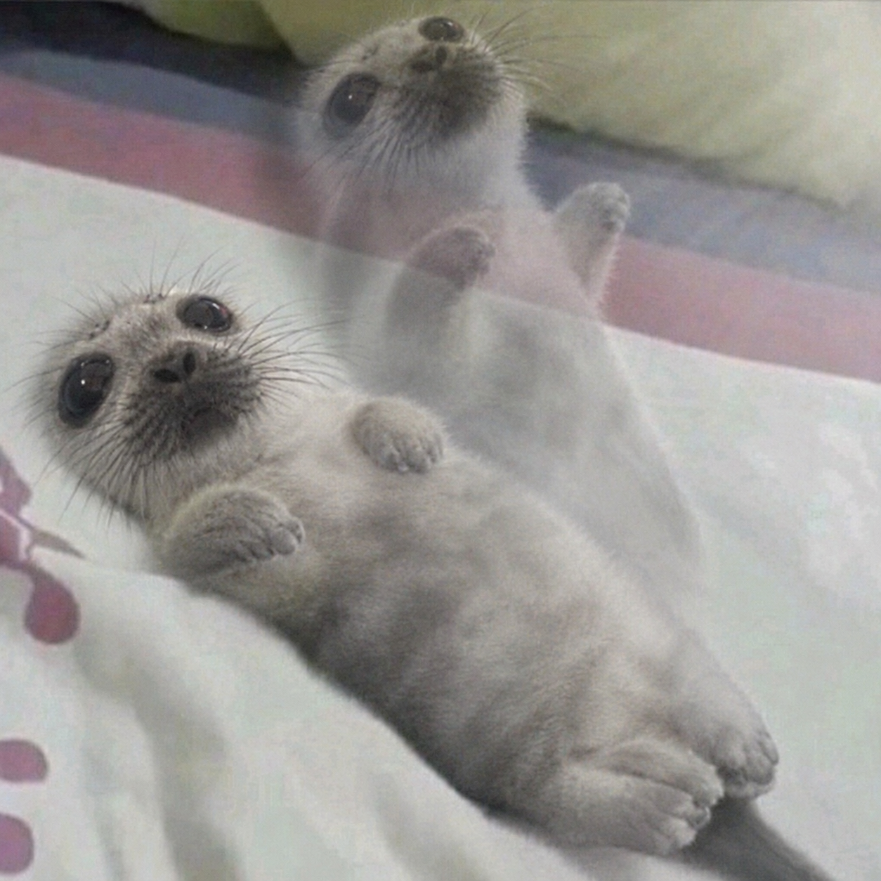 Two little gray seals looking up with big, curious eyes
